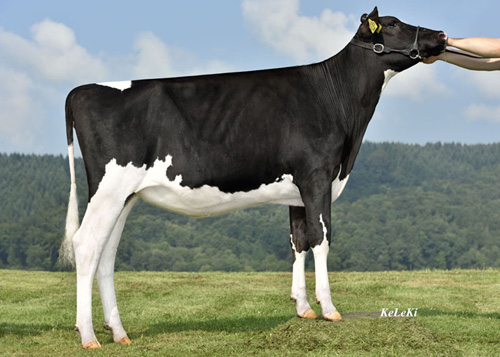 NH GOLDWYN ELECTRICITY